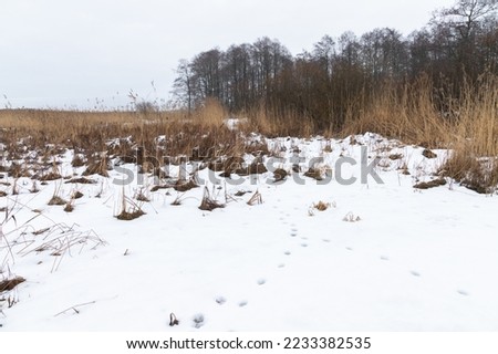 Winter landscape with dry coastal reed and animal footprints in white snow, natural background photo