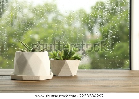 Potted succulents near window on rainy day. Space for text