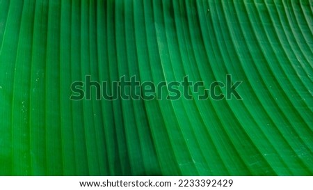 Textured soft green background is trending. Taken from a photo of a banana leaf. Suitable for bagground, wallpaper, writing room, typography etc