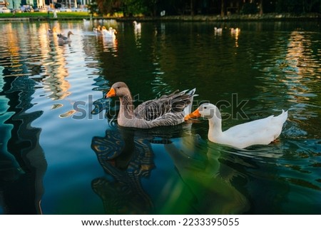 Wild ducks swim in the lake. Birds close-up in the water. Spring. High quality photo