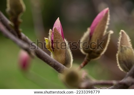 Magnolia Susan (Magnolia Liliiflora) in a garden  