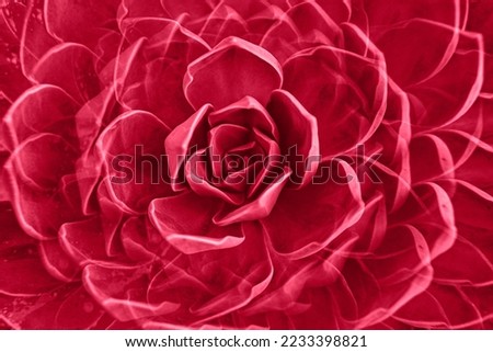 Rock rose succulent plant leaves rosette closeup. Abstract floral pattern. Image toned in color of the year 2023 viva magenta Royalty-Free Stock Photo #2233398821