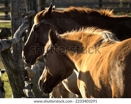 Brown horses in the meadow on the village. Friendship between Horses. 