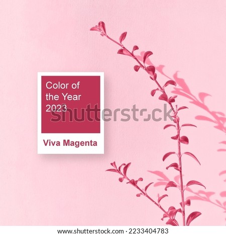Small branch of plant against white wall background with shadow and reflection. Image toned in color of the year 2023 viva magenta