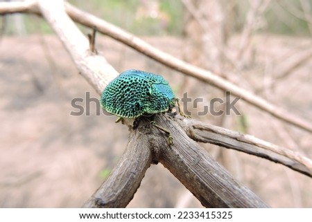 Small green beetle on tree branch
