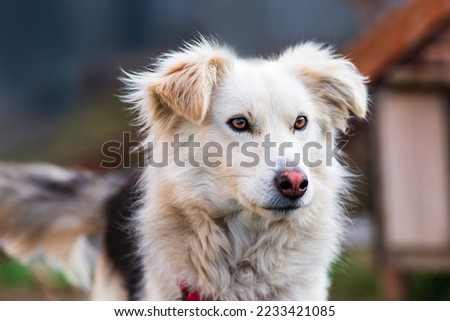 kokoni Aidi domestic atlas mountain dog white fur fluffy cute shepherd Closeup  portrait enjoying outdoors  beautiful day Royalty-Free Stock Photo #2233421085