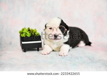 
little corgi puppy with glasses near the piano