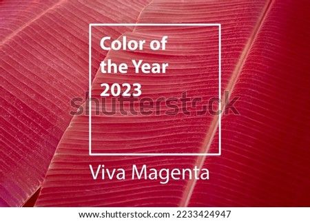 Сolor of the year 2023 background. Magenta new trend color on red purple palm leaf background.