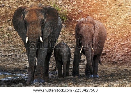 family with baby elephant in kruger park south africa portrait