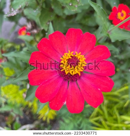 Blooming asian wild red flower
