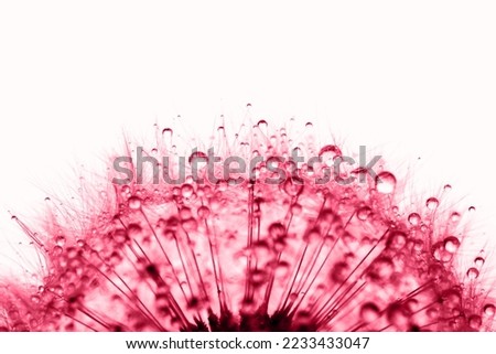 Dandelion in the dew drops on white background, macro. Place for text. Demonstrating Viva Magenta - trendy color of the year 2023 Royalty-Free Stock Photo #2233433047
