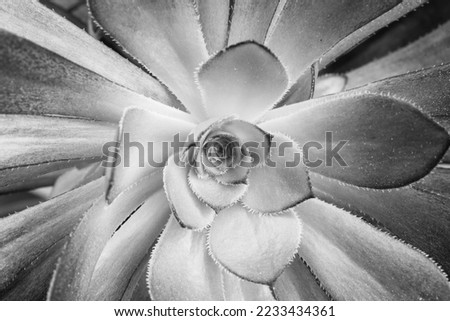 A single aeonium arboreum, close-up. Beautiful succulent plant with long leaves for publication, screensaver, wallpaper, postcard, poster, banner, cover, website. High quality photography