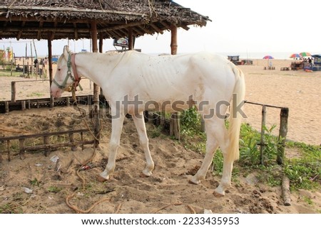 Male white riding horse take rest in the evening