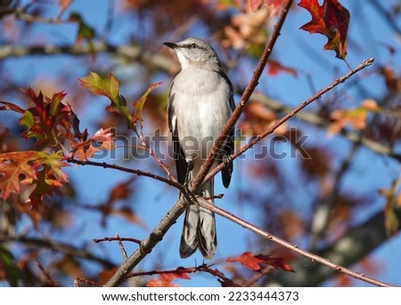                      Beautiful northern mockingbird portrait. Brightly colored leaves and blue sky provide the background at Shelter Cove.          