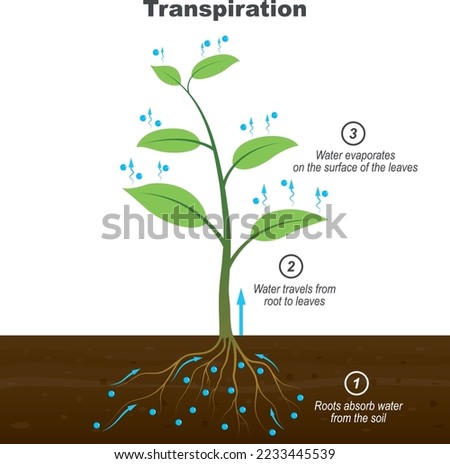 Transpiration stages in plants. Plant roots absorb water from the soil, and water moves from the root to the leaves and evaporates on the surface of the leaves. biology illustration vector Royalty-Free Stock Photo #2233445539