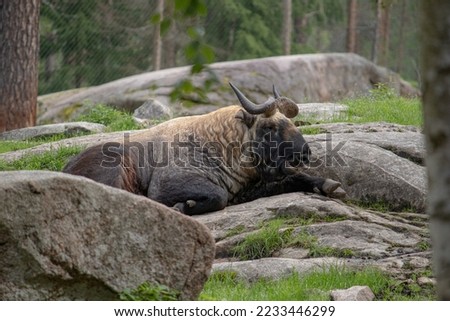 picture of a wild buffalo laying on top of a rock