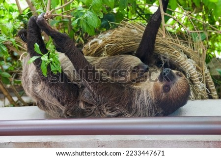 A Two Toed Sloth with her Baby Sloth Royalty-Free Stock Photo #2233447671