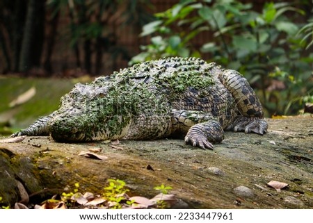 The Crocodylus porosus is a crocodilian native to saltwater habitats and brackish wetlands from India's east coast across Southeast Asia and the Sundaic region to northern Australia and Micronesia Royalty-Free Stock Photo #2233447961