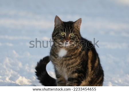 Pet cat in the snow