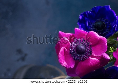 Blooming Anemones flowers close up with copy space, low key image