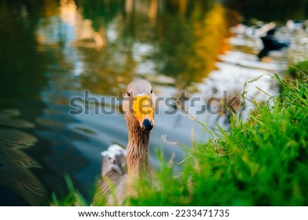 Wild ducks swim in the lake. Birds close-up in the water. Spring. High quality photo