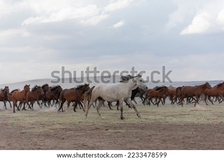 Herds of wild horses running in nature