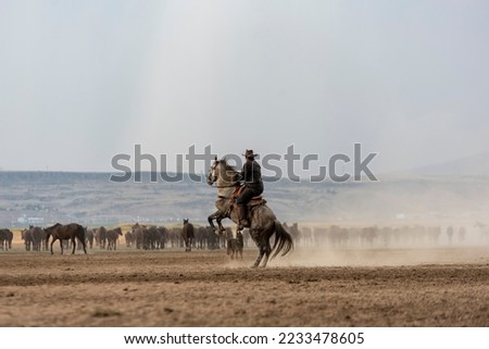 Herds of wild horses running in nature