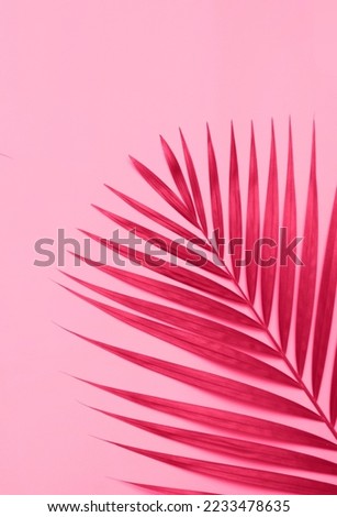 Palm leaf on pink background in trendy color
