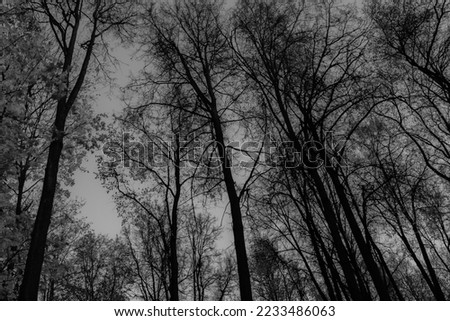 Background from dark autumn forest. Deciduous trees crowns and trunks for poster, calendar, post, screensaver, wallpaper, postcard, banner, cover, website. High quality photography