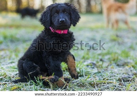puppy black and gold Hovie dog hovawart beautiful portrait