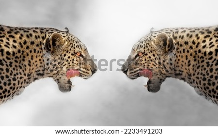 epic wide fine art leopard photo