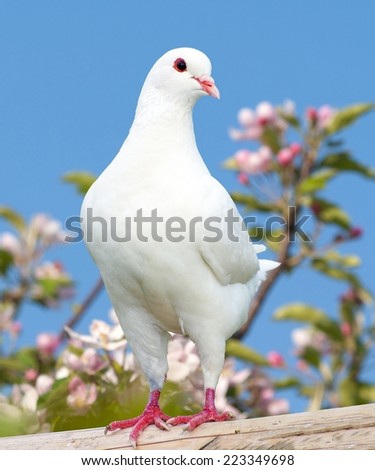  one white pigeon on flowering background - imperial pigeon - ducula  Royalty-Free Stock Photo #223349698