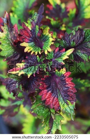 Pattern of coleus plant leaves aka miana, image for mobile phone screen, display, wallpaper, screensaver, lock screen and home screen or background  