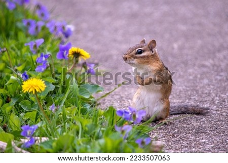 Tiny chipmunk discovers the normally green lawn is now filled with violets and dandelions