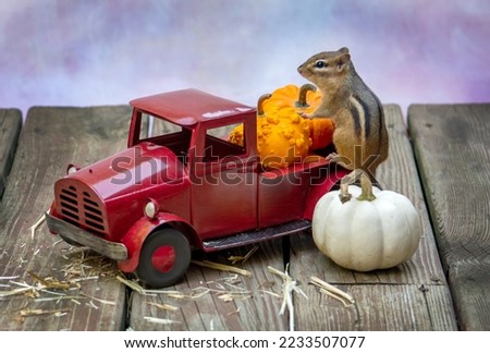 Chipmunk rodent looks to be filling the bed of this red pick up with small pumpkins for thanksgiving