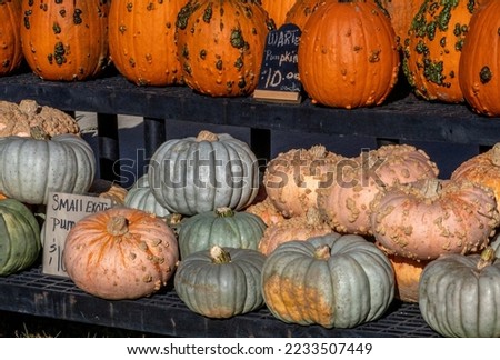 Small unique pumpkins are for sale, some in green, white orange and some with warts!