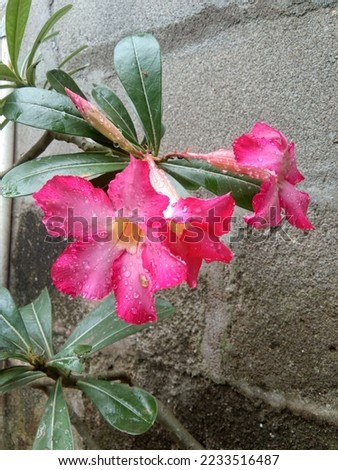 Adenium obesum flowers tend to be red and pink, often with a whitish blush outward of the throat

