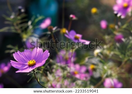 Cosmos flowers in beautiful colors