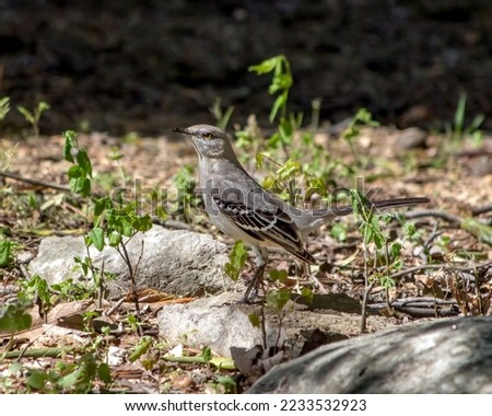 A Northern Mockingbird searches for insects.