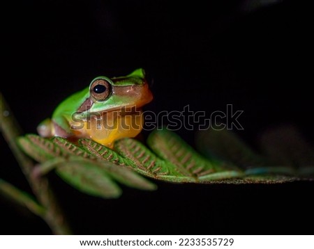 tree toad on green leaf night time in the jungle