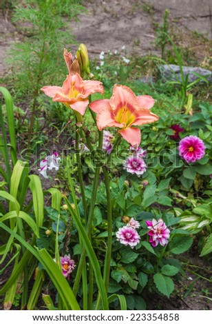 Bed of  blooming daylilies and dwarfed dahlias on a background hosts