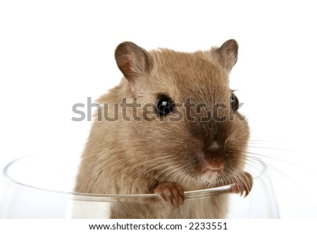 Concept photo of a pet rodent in a wine glass, macro close up over white with copy space
