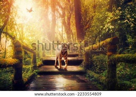 Amazing Tiger Entry in a Bridge.