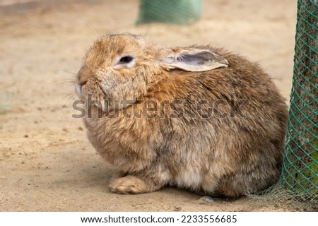 Close-up image of Adorable rabbit at rabbit farm. High quality photo