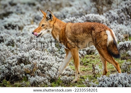 Ethiopian wolf (Canis simensis) also known as Abyssinian wolf, Simien wolf, Simien jackal, Ethiopian jackal, red fox, red jackal. Bale Mountains National Park. Ethiopia. Royalty-Free Stock Photo #2233558201