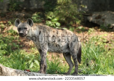Spotted hyena (Crocuta crocuta) Crocuta, also known as the laughing hyena is the most widespread predator in Africa. Spotted hyena are relaxing in nature.