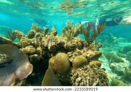 Group of people snorkeling near sunken ship under the sea. Beautifiul underwater colorful coral reef at Caribbean Sea at Honeymoon Beach on St. Thomas, USVI - travel concept Royalty-Free Stock Photo #2233589019