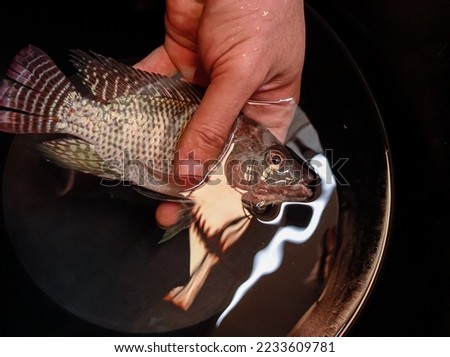 a tilapia lacking oxygen in a palm gripped in a black bucket filled with fresh water Royalty-Free Stock Photo #2233609781