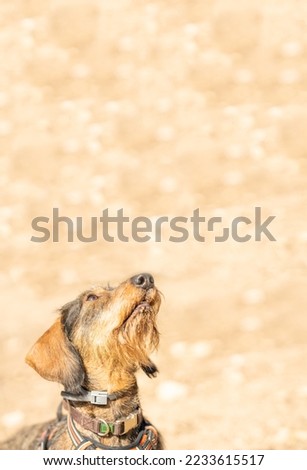 Photo with copy space of a Teckel Breed dog looking up