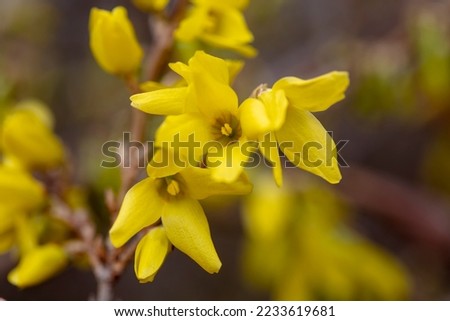 Forsythia flowers in the park, North China